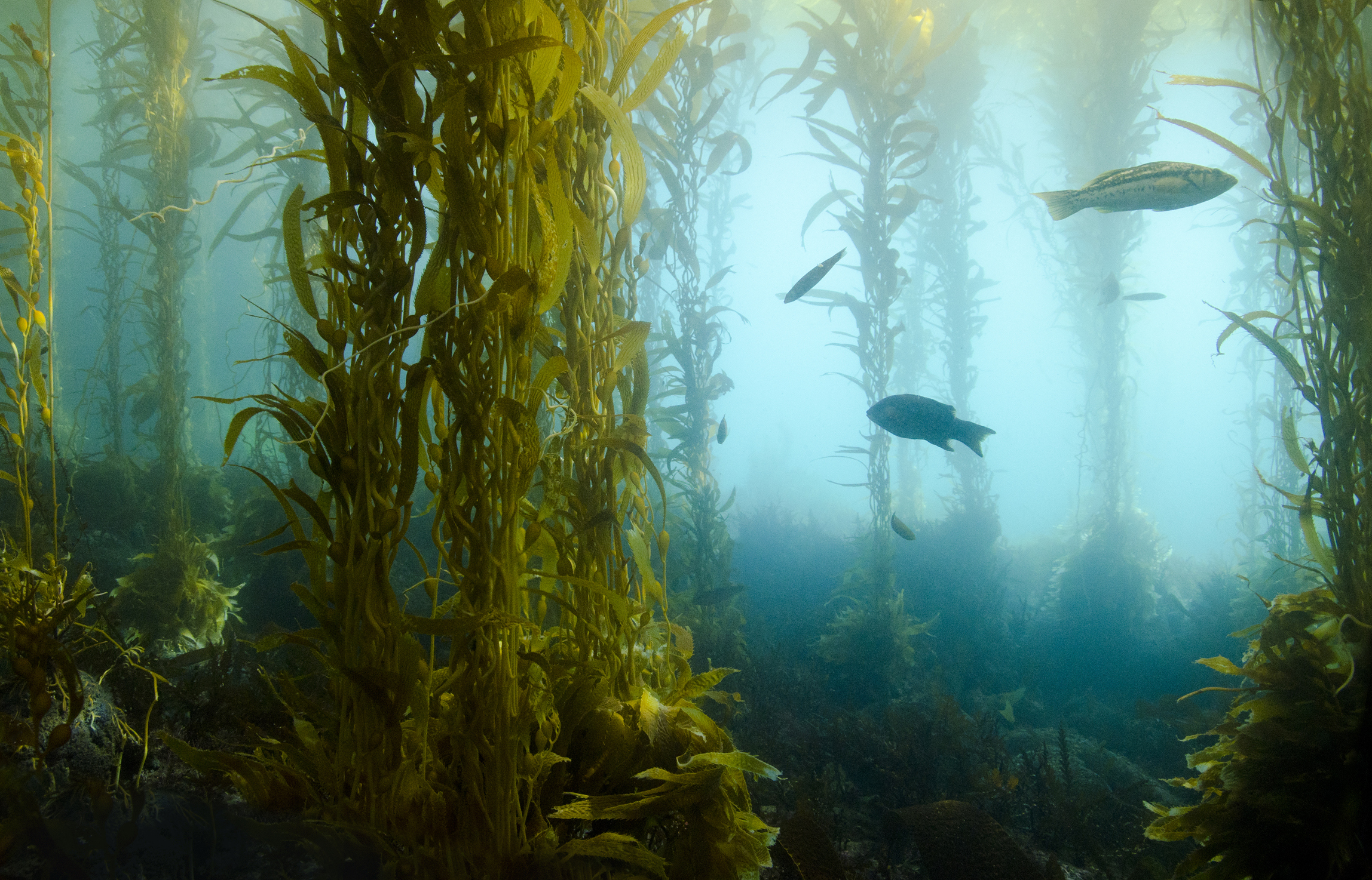 Sunken sculptures help rewild marine ecosystems